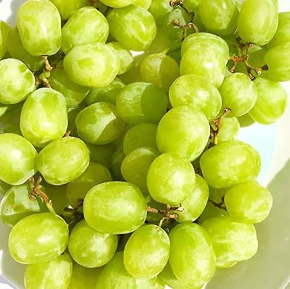 Cotton Candy grape Vitis vinifera seeds for home vineyard